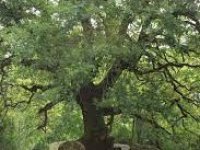 Partitions et paroles Album les Arbres et les Rochers
